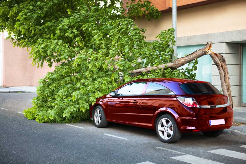 Ko pada toča ali zapihajo orkanski vetrovi je pomemnbno, da vozniki in lastniki vozil ostanejo preudarni. Na sliki je drevo, ki ga je orkanski veter zlomil, da se je prevrnilo na parkiran avto.