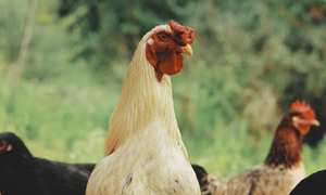 Štipenzija - nagradni natečaj za mlade