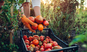 Zavarovanje proizvajalčeve odgovornosti