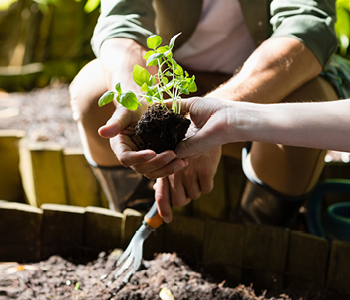 Strokovnjaka Arboretuma Volčji Potok bosta predstavila korake od semena do zdrave sadike s praktičnim prikazom.
