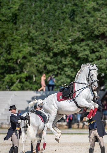 Lipicanec med predstavo v Lipici, ki jo podpira tudi Generali