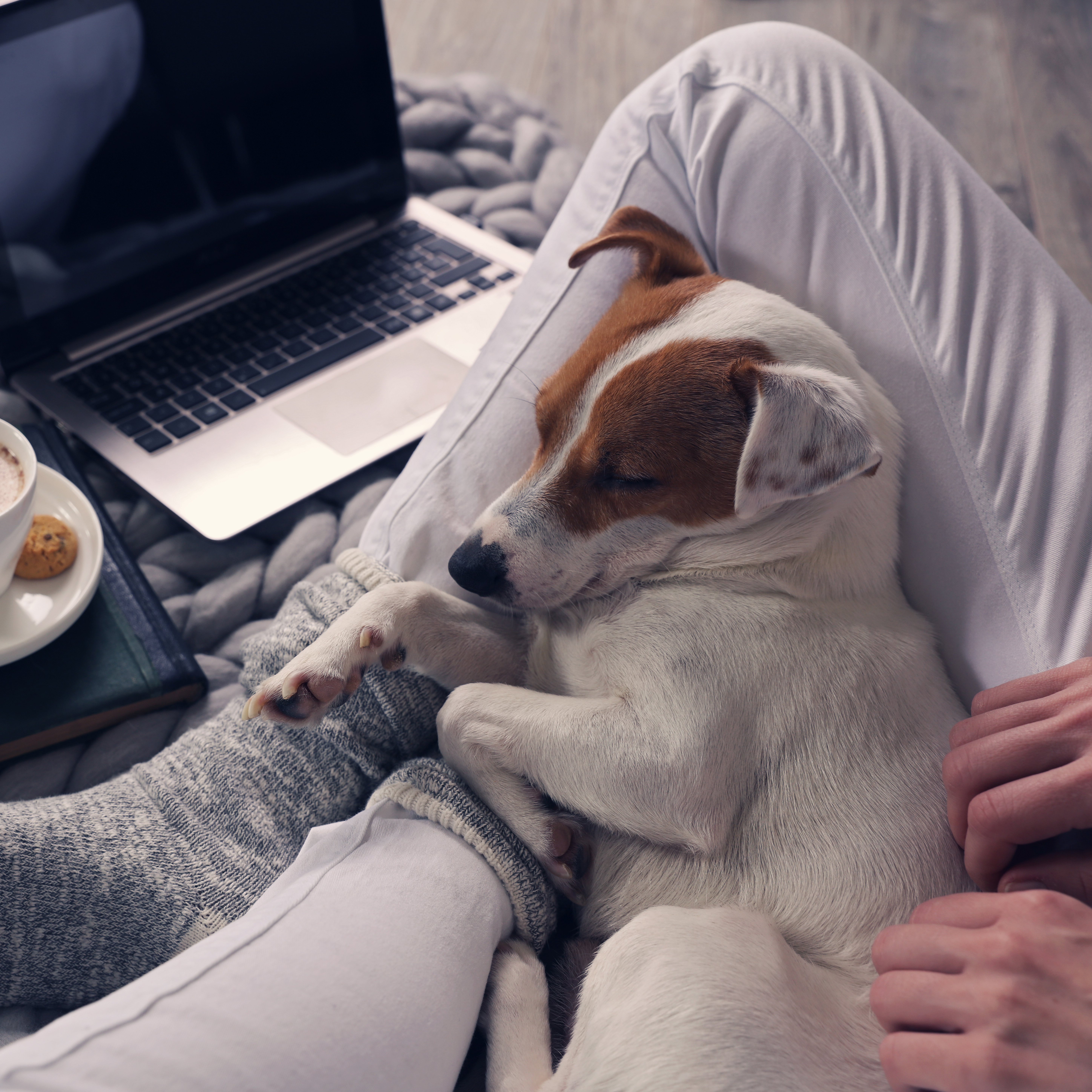 Mešanček pičiva v naročju lastnice, ki skrbno pazi nanj